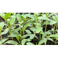 Perennial Milkweed Asclepias syriaca TEN SEEDLING PLANTS